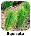 Equiseto